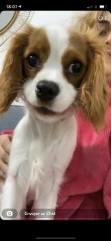 Malo, Cavalier King Charles Spaniel