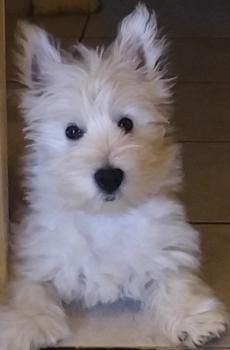 Lapo, Westies