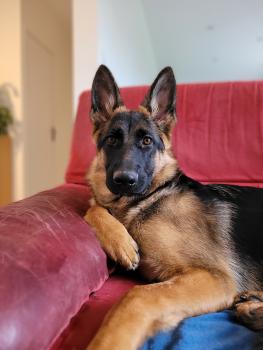 Skye, Berger Allemand
