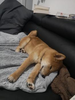 Smoke, Shiba