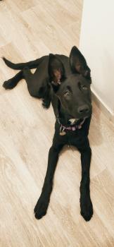 Shadow, Berger Malinois