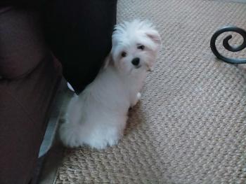 stella1, Bichon Maltais