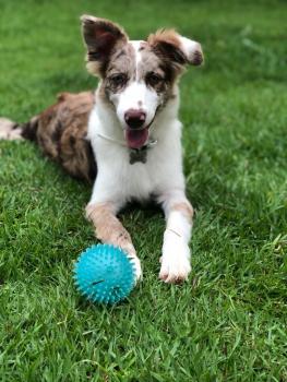 Maui, Border Collie