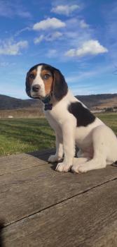 Sony, Beagle
