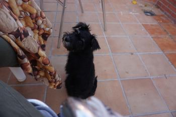 Gómez, Schnauzer Miniatura