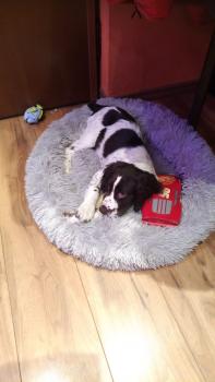 Arthur, English Springer Spaniel