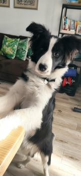TOGO, Border Collie