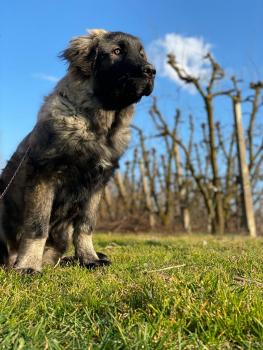 Zeus, Yugoslavian Shepherd Dog