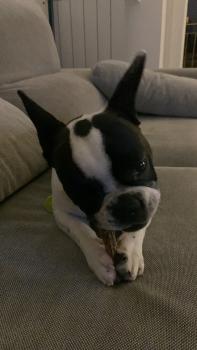 Milo, Bulldog Francés