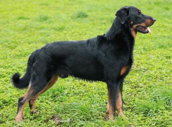 Simba de la Cité des Comtes, Beauceron