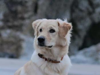 Sally, Golden Retriever