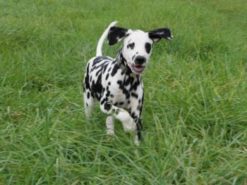sylka, Dalmatien