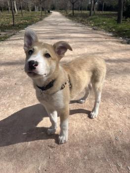 Lucky, Border Collie