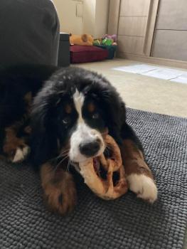 Sacha, Boyero De Berna