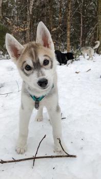 Lilith, Siberian Husky