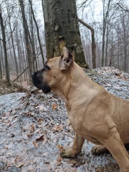 Junior Kingdom of pride, Cane Corso