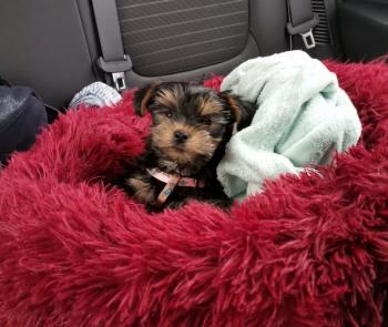 schoupette, Yorkshire Terrier