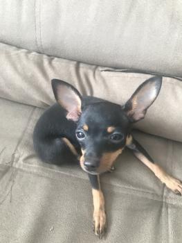 Amora, Pinscher