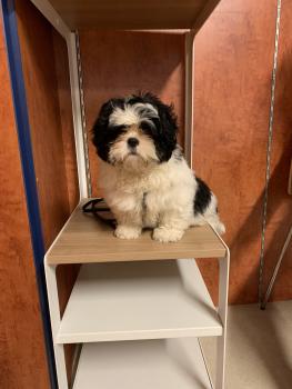Tchoupi, Lhassa Apso