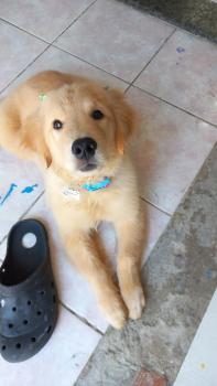 Amora, Golden Retriever