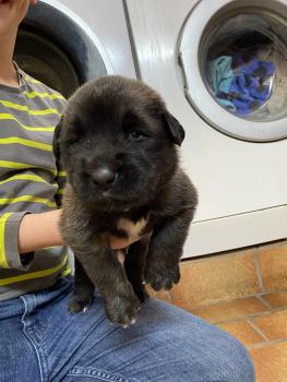 Aslan, Leonberger