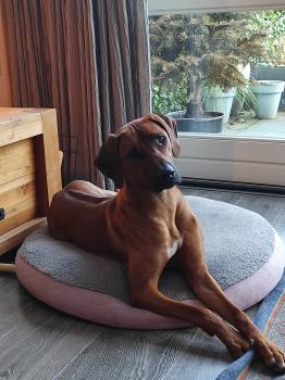 Soof, Rhodesian Ridgeback