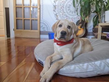 Basile Chevrette Taillon, Labrador Retriever