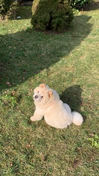 Luna, Chow Chow