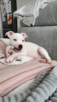 Sansa, Staffordshire Bull Terrier