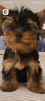 Nina, Yorkshire Terrier