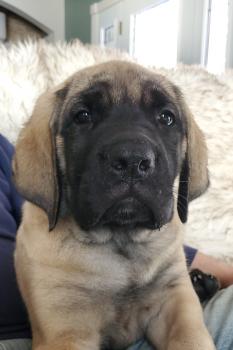 Marah, Mastín Inglés O Mastiff