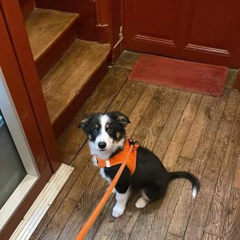 Kiry, Border Collie