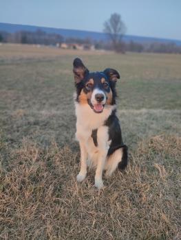 Lucky, Border Collie