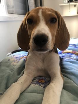 Kaniff, Beagle