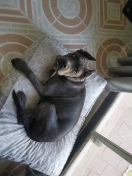 Nazef, Cane Corso