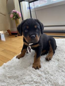 Billy, Rottweiler