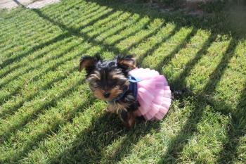 Isi, Yorkshire Terrier