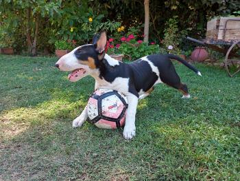 Blacky, Bullterrier