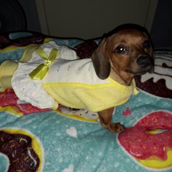 Juliet, Dachshund (Pelo Largo)
