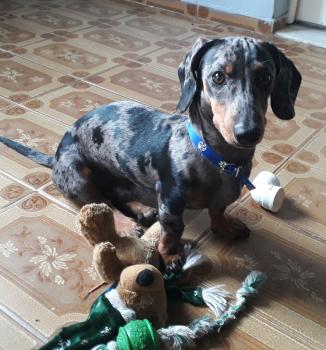 Laszlo, Dachshund (Pelo Largo)