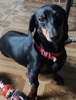 Heisenberg, Dachshund (Pelo Largo)