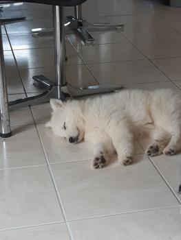 Shimi, Berger Blanc Suisse