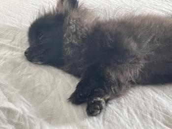 Stormy, Spitz