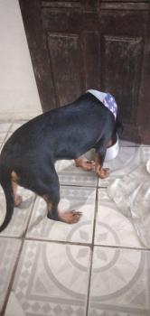 Dominique, Rottweiler