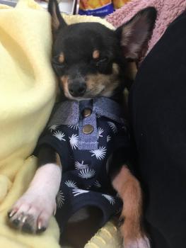 Damon, Chihuahua