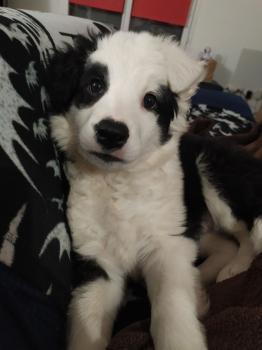 Maki, Border Collie