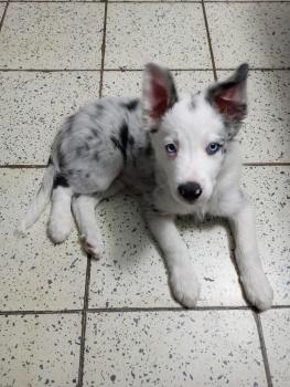 Argos, Border Collie