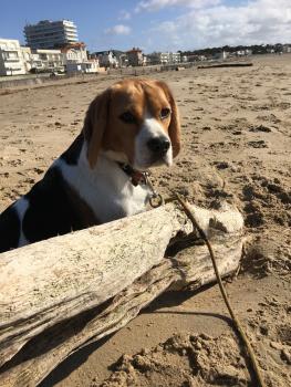 ROOKY, Beagle