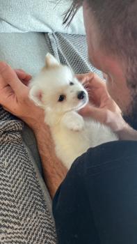 Vitto, Spitz