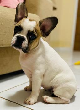 Lunna, Bulldog Francés